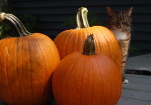 A cat and 3 orange pumpkins