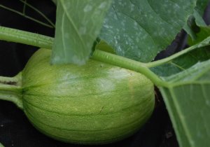 A green pumpkin that looks like a watermelon